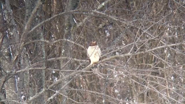 Red-shouldered Hawk phonescoped with Opticron MM3 60 mm, IPhone 6S and Phoneskope adapter смотреть онлайн