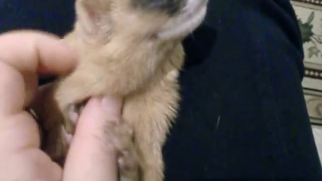 Siberian weasel Honey нежности 2 смотреть онлайн