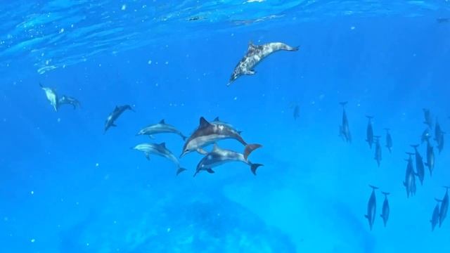 🎼528гц + 936гц Исцеляющее Пение Дельфинов 🎼Восстановления Энергии, Снятия Стресса и Глубокого Сна 4