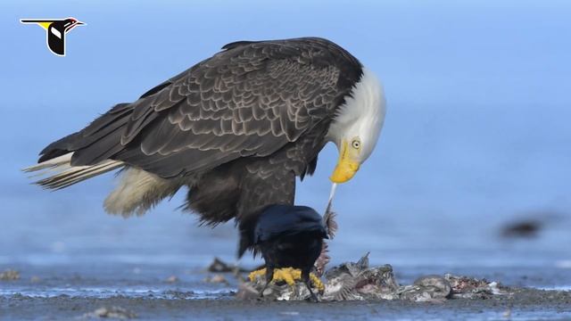Bald Eagles and Crows Sharing Meals on an Alaska Beach смотреть онлайн