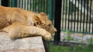 WATOP| САМЫЕ мрачные ОБЫЧАИ животных, КОТОРЫЕ могут ОПЕЧАЛИТЬ тебя