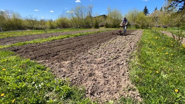 Фрезы 150 см, фрезеровка картофельного поля смотреть онлайн