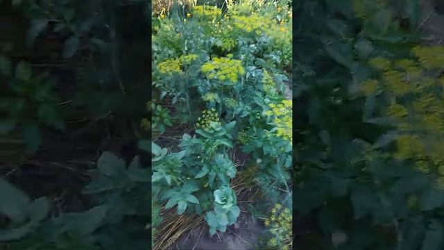 Прогулка по моей улице в Славянске 27.06.22 смотреть онлайн