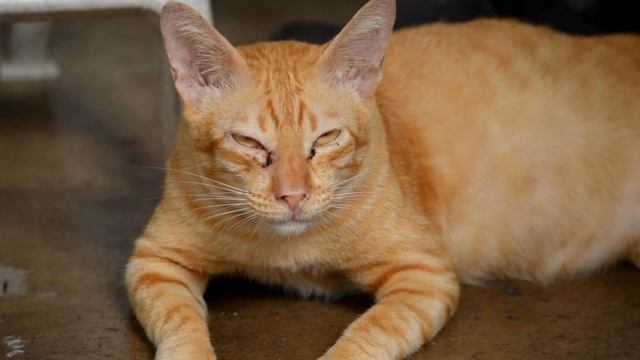 How Chonk is Too Chonky? Determining Your Cat's Ideal Weight смотреть онлайн