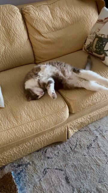 Наша нежная девочка, уже 13 лет с нами #любовь #животные #милыеживотные #нежное #смешныеживотные смотреть онлайн