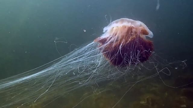 Эти Монстры Существуют! Существа, живущие на Земле и попавшие в объектив камеры смотреть онлайн