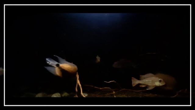 UARU - GEOPHAGUS, CEKUNGAN SUNGAI AMAZON - RELAX смотреть онлайн