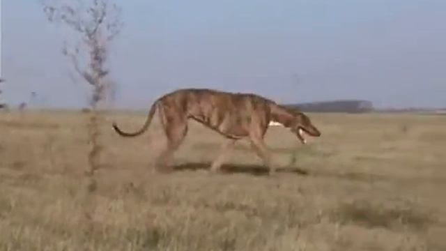 Sweet darling, you worry too much: with Greyhound dogs смотреть онлайн