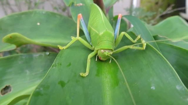 True Leaf Katydid Drinking Water On Leaf смотреть онлайн