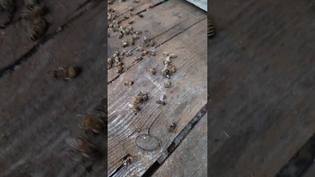 Началась обработка полей химикатами. смотреть онлайн
