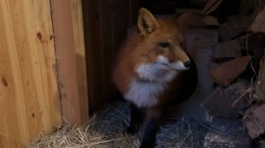 Лиса-Алиса. Новый друг лисы.