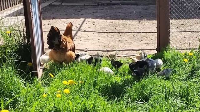 Майские дела по хозяйству. Часть 1-ая.Сборник этих дней. смотреть онлайн