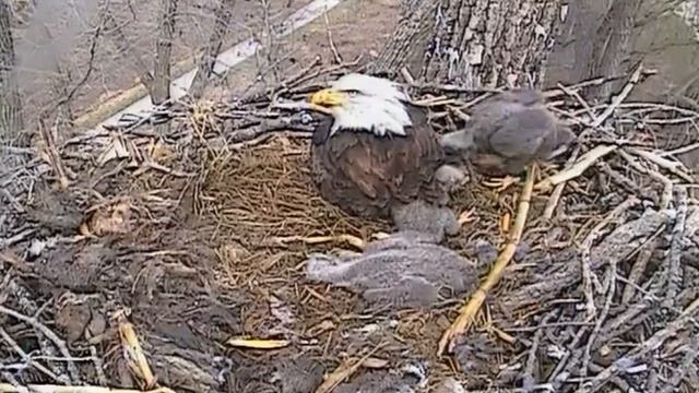 Белоголовый орлан 22.04.14. 22-56 смотреть онлайн