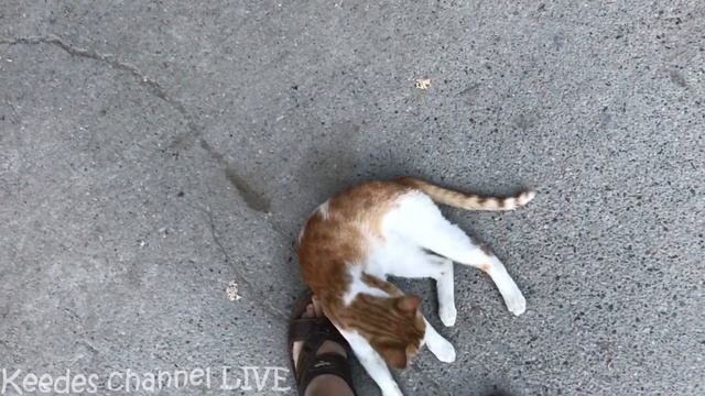 История кота, которому мы искали хозяев смотреть онлайн