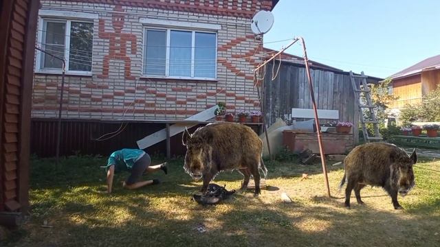 Атака Кабанов 2 смотреть онлайн