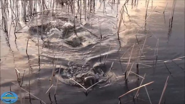 ПОДВОДНАЯ ОХОТА НА САЗАНА КАРАСЯ ЩУКУ В САРАТОВСКОЙ ОБЛАСТИ