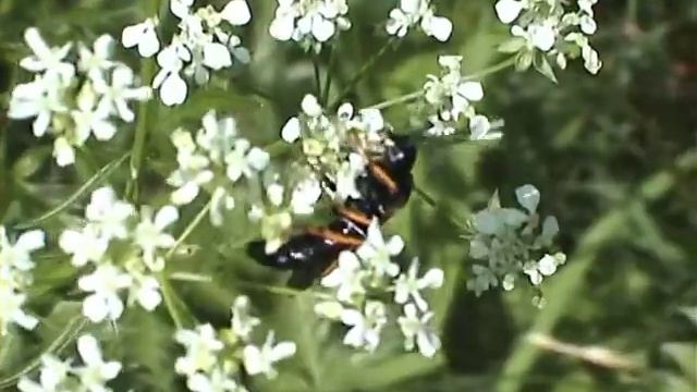 Tenthredo crassa pilatka смотреть онлайн