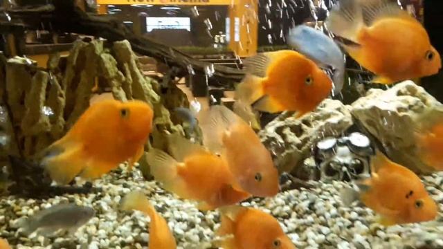 Рыбки смотреть онлайн