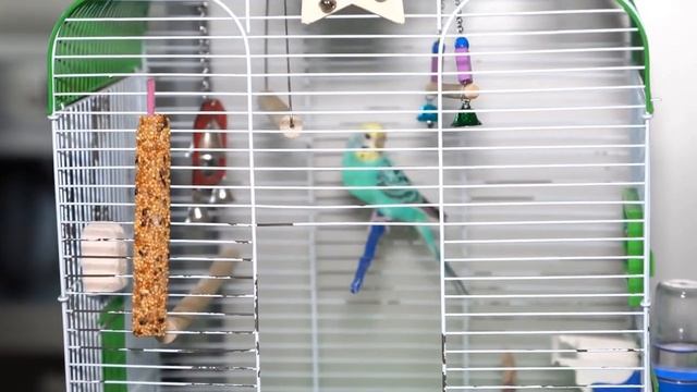 Лапы и хвосты: попугай смотреть онлайн