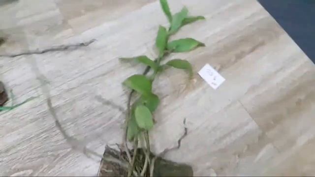 09/08/19 Giả Hạc Easo Nguyên Bản 0354028663 смотреть онлайн