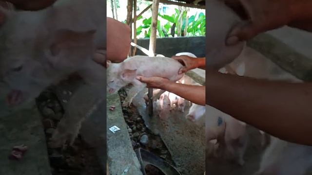 pagkakapon Ng beek at pag-inject Ng vitamens. смотреть онлайн