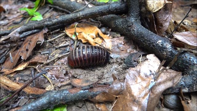 澤圓馬陸 Giant pill millipede смотреть онлайн