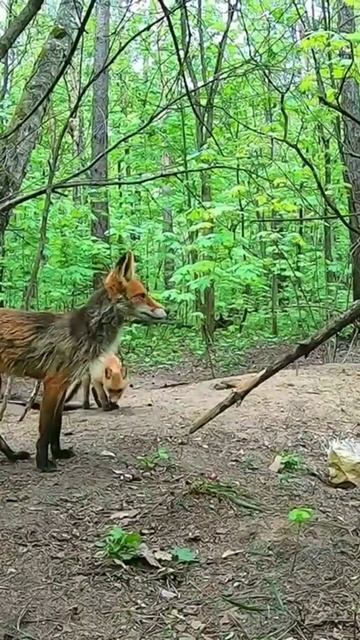 Кормлю Дикую Лису Чичи и Маленьких Лисят.Полный фильм на канале Ушёл по Делам смотреть онлайн