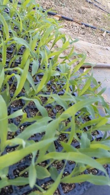 स्वीटकॉर्न के नर्सरी! Sweencorn Seedlings! Organic Farming смотреть онлайн