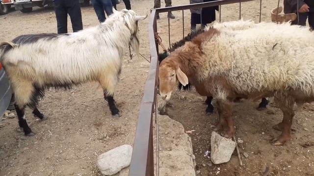 🐏🐑 МОЛБОЗОР Н АШТ КУЙ КУЗИЛАР НАРХИ | СКОТНЫЙ РЫНОК В ТАДЖИКИСТАНЕ | Нарххо арзон смотреть онлайн