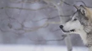 Песня шансон Одинокий волк Виталий Цаплин Блатной удар блатные песни