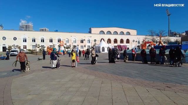 Владивосток кинологи (25 февраля 2023). смотреть онлайн