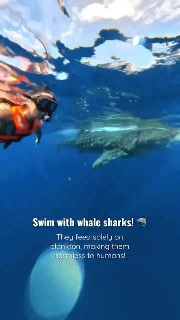 Swimming with whale sharks in Isla Mujeres, Mexico смотреть онлайн