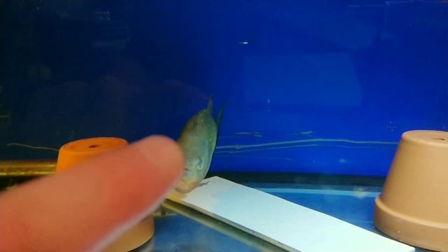 Piranha eye damage!! Dealing with piranha that are kept in a group смотреть онлайн
