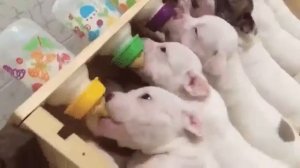 Милашки пьют молочко из бутылачек видео смешное и миленькое