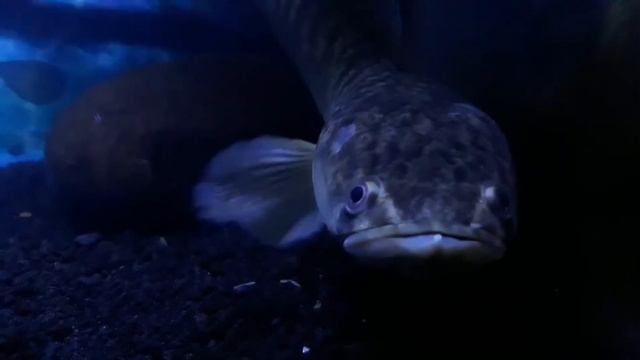 My 25 cm CHANNA STRIATA смотреть онлайн