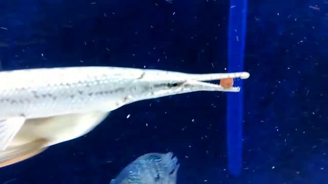 Lepisosteus eating pellets Sera Arowana смотреть онлайн