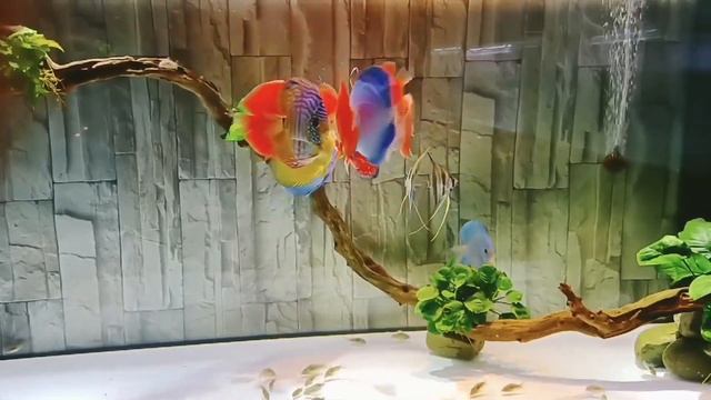 Top 6 Amazing Discus Fish Tank with Ultimate Planted Aquarium смотреть онлайн