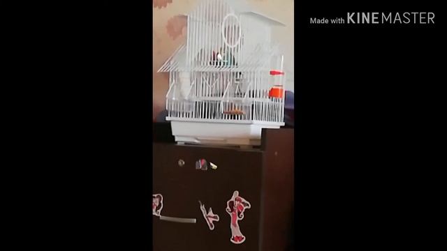 ПОПУГАЙ ПЕВЕЦ 🎧 🎤 смотреть онлайн