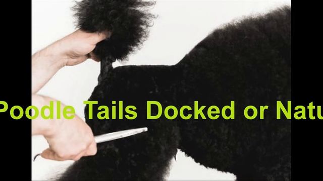 Poodle Tails - Docked or Natural? - Petdii.com смотреть онлайн