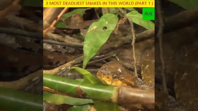 TOP 3 MOST DEADLIEST SNAKES IN THIS WORLD | PART 1 | MR KP FACTS | #shorts #snakes смотреть онлайн