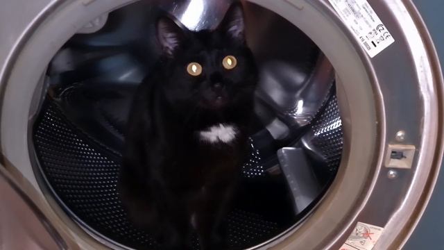 🐈⬛CAT DELICHKA IN THE WASHING💖🐈⬛💖 MACHINE КОШКА ДЕЛИЧКА В СТИРАЛЬНОЙ МАШИНЕ🌹🐾🐾🐈 №95 смотреть онлайн