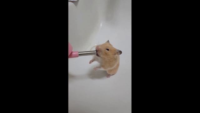 Хомячок Мася пьет воду смотреть онлайн