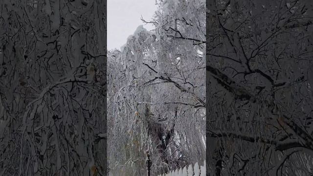 Посмотрите какая снежная красота !!! ❄☃️❄❄ Guarda la bellezza innevata !!! ❄❄ смотреть онлайн