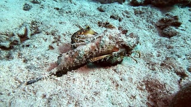 Stone fish walks with its feet | Рыба камень ходит ногами смотреть онлайн