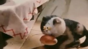 Правонарушения в мультфильмах