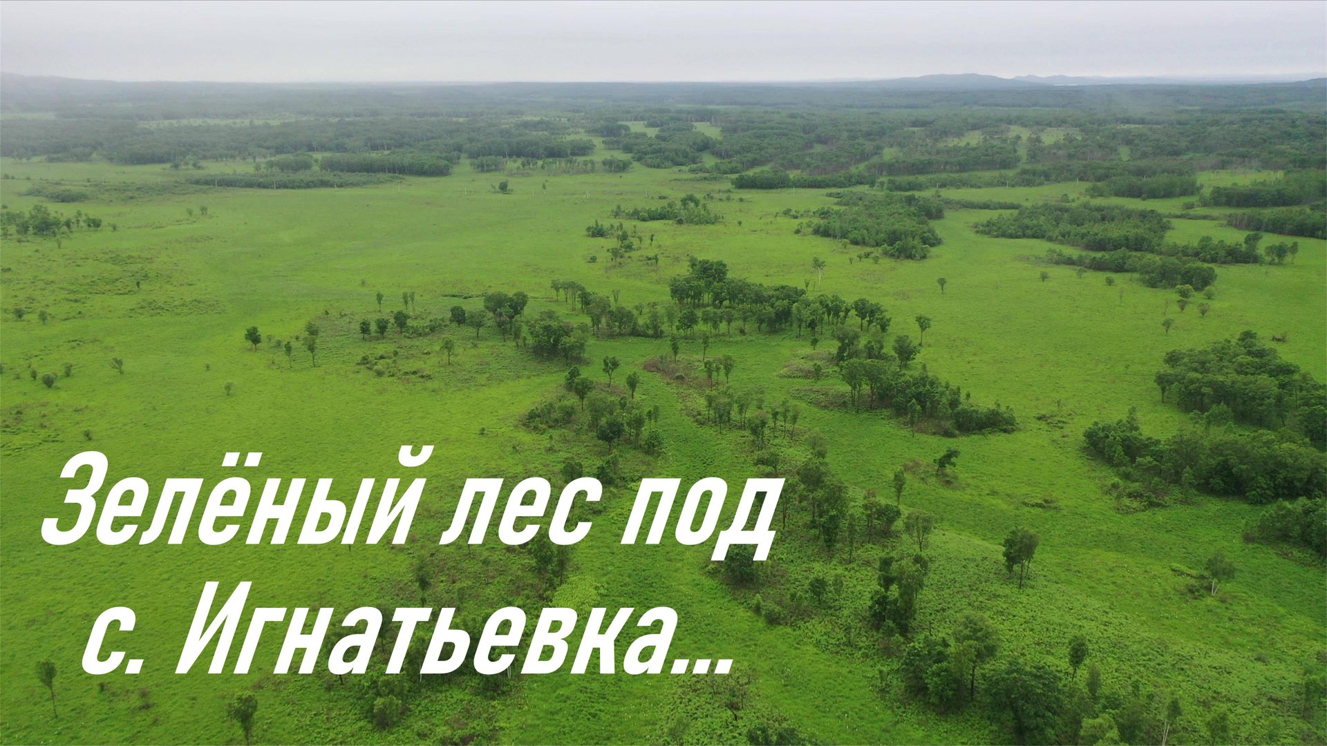 Зеленый лес возле с. Игнатьевка в Пожарском районе (видео снято в июле 2018 г.) смотреть онлайн