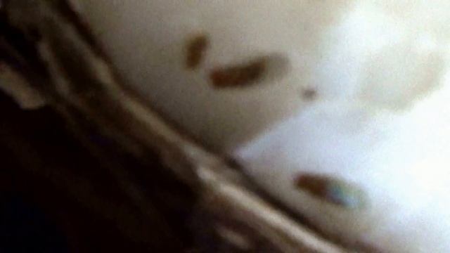 Fruit Fly смотреть онлайн