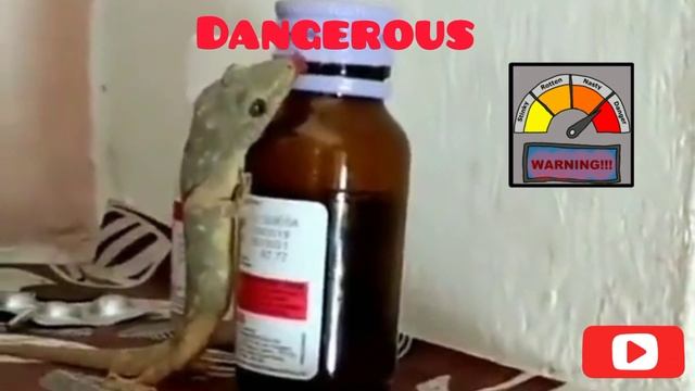 Shocking! Lizard Licks Medicine Bottle: Keep Your Medicines Safe! 🦎🚫💊#LizardAlert #KeepKidsSafe смотреть онлайн