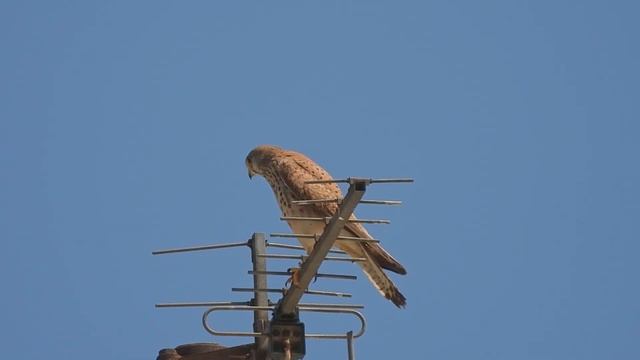 Eurasian Kestrel, Обыкновенная Пустельга, Βραχοκιρκίνεζο, Falco tinnunculus смотреть онлайн