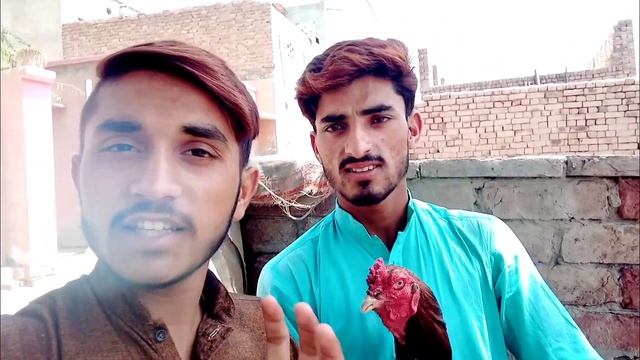 50,000 Ka Murga Jor || Aao Medan Mein Sab || Information Of Aseel Murga || Pakistani Murg Baaz смотреть онлайн